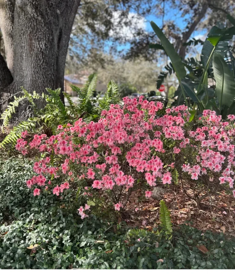 Vibrant pink azalea bushes blooming alongside green ferns under a large shade tree, maintained by commercial landscaping services in a Tampa community.