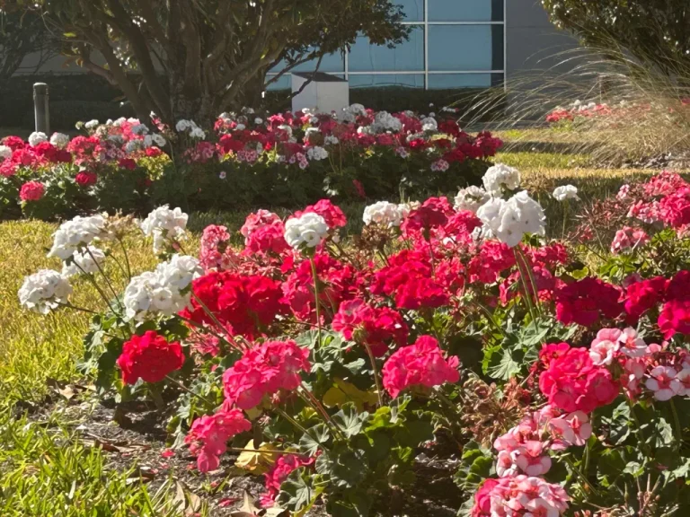 Vibrant pink and white seasonal flowers planted under a shade tree outside a modern glass office building, maintained by commercial landscaping services in Tampa.