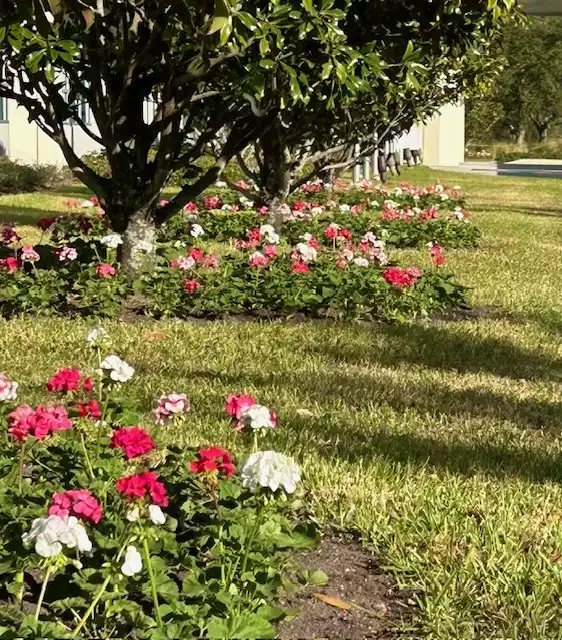 Bright red and white seasonal flowers planted carefully around tree bases on a healthy green lawn, maintained by commercial landscaping services in Tampa.