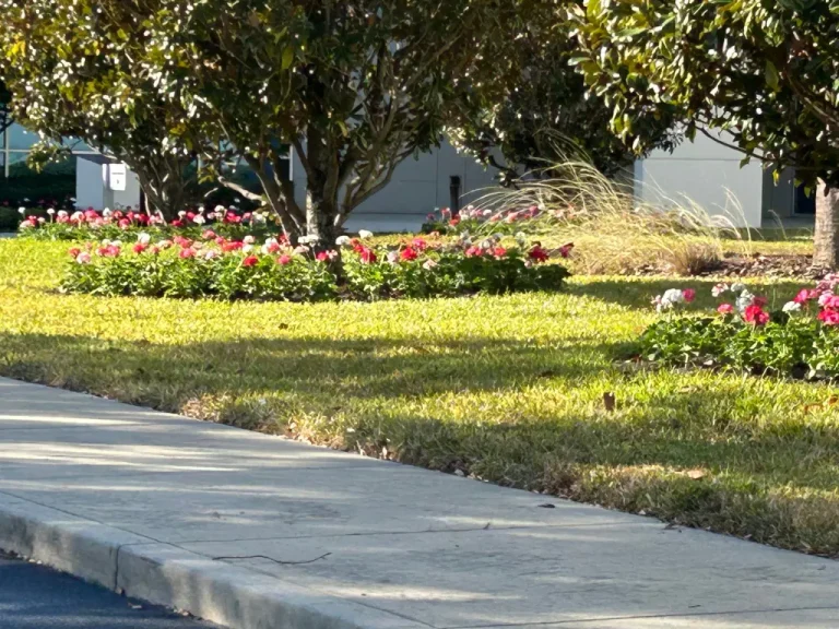 A clean concrete sidewalk running alongside a manicured green lawn with shade trees and colorful flower beds, managed by commercial landscaping services in Tampa.