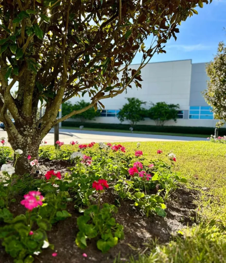 A close-up of a beautifully manicured tree ring filled with bright pink and white flowers, highlighting expert commercial landscaping by Tampa Turf Services outside a modern office building.