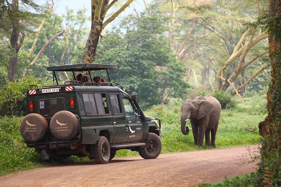Wildlife viewing elephant on road while on a private, exclusive game drive in Ngorongoro Conservation Area.