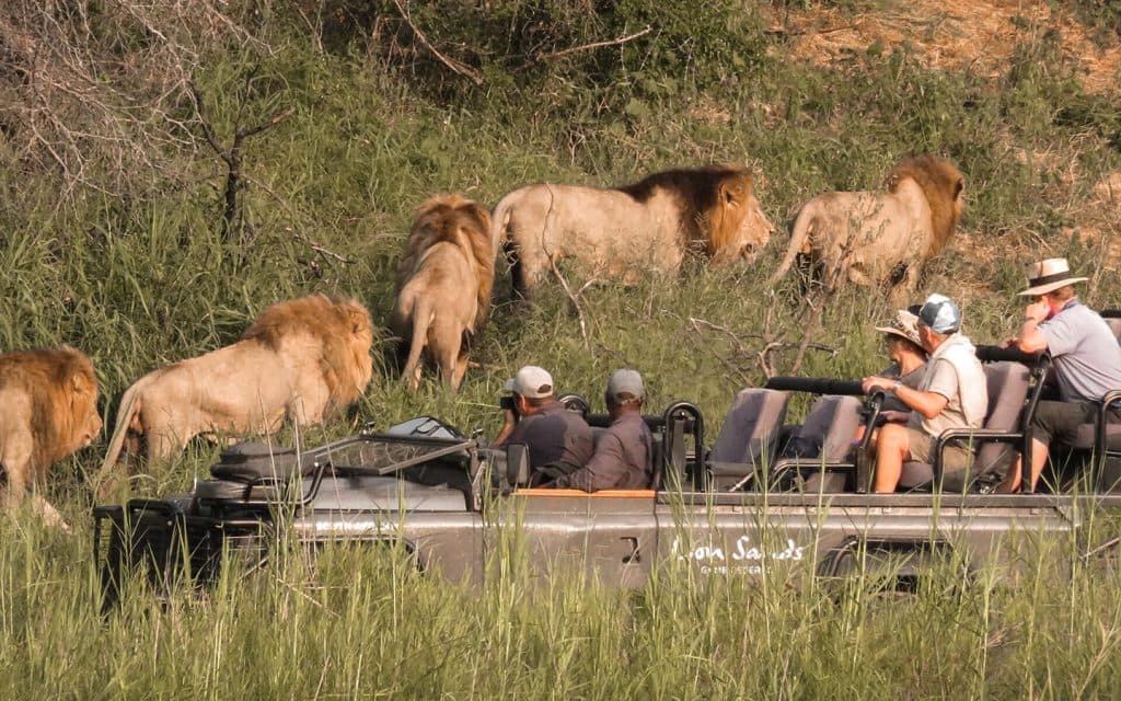 lion-sands-river-lodge-experiences-safari-game-drive