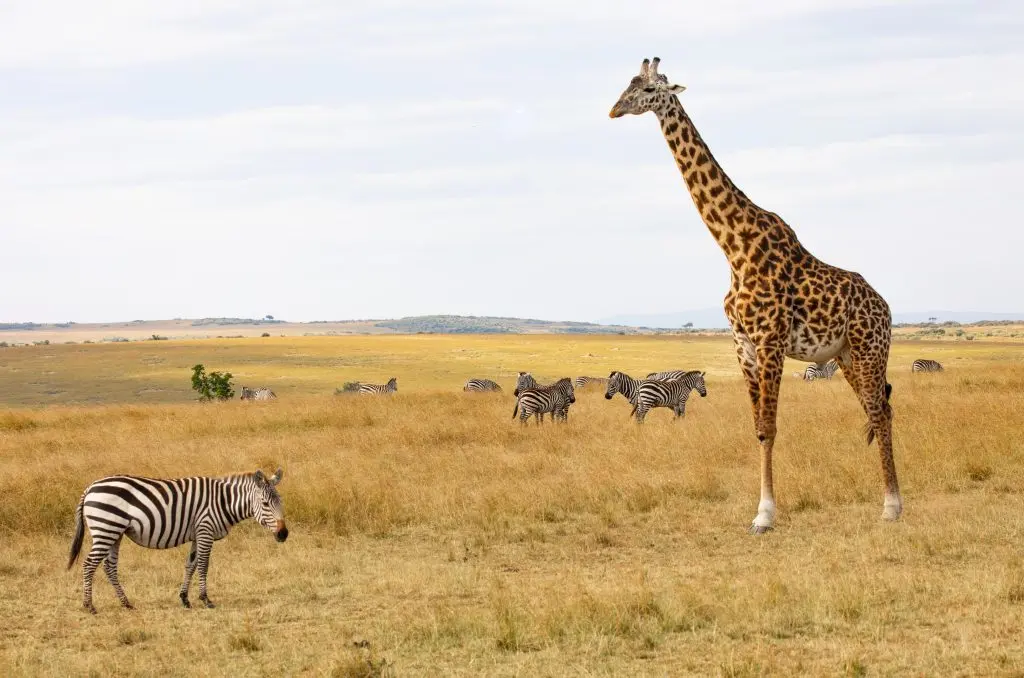 Giraffe and Zebras
