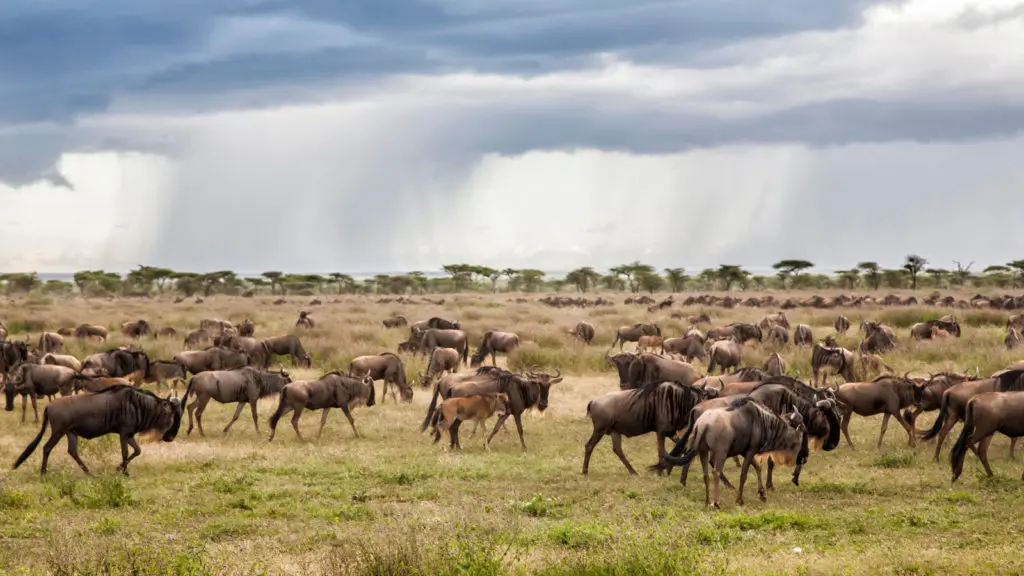 Tanzania