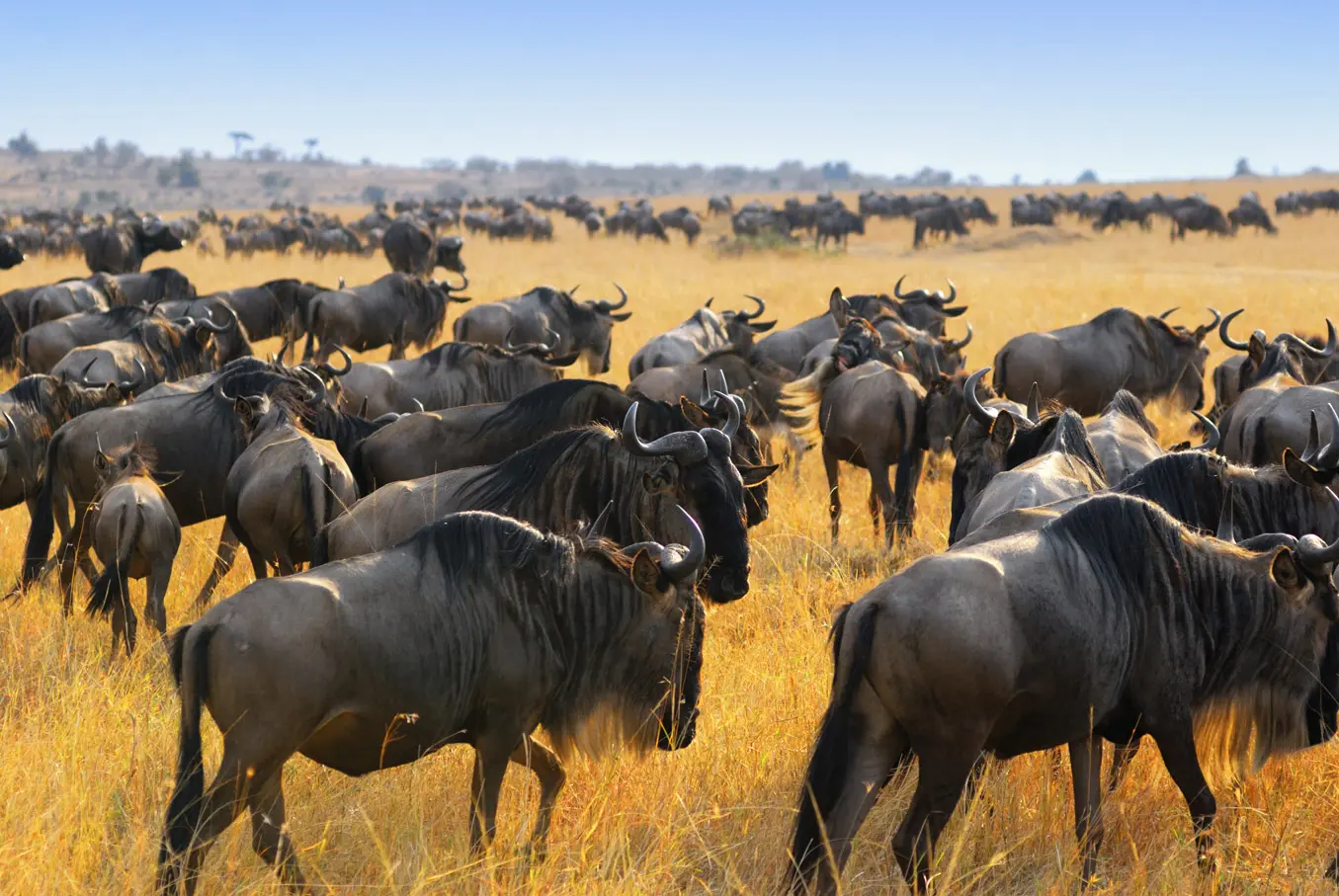 great wildebeest migration in the Serengeti seen on a luxury safari in East Africa.