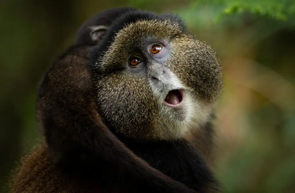 rwanda-singita-kwitonda-lodge-experiences-golden-monkey-trekking