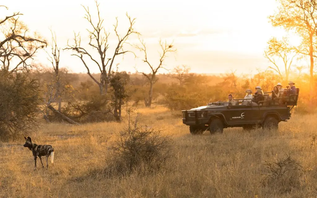 mala-mala-rattrays-camp-safari-game-drive