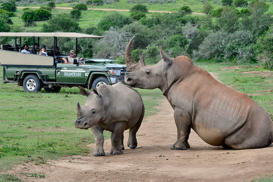 Shamwari activities