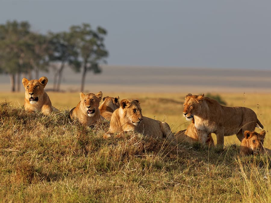 Mpumalanga_Limpopo-kruger-national-park