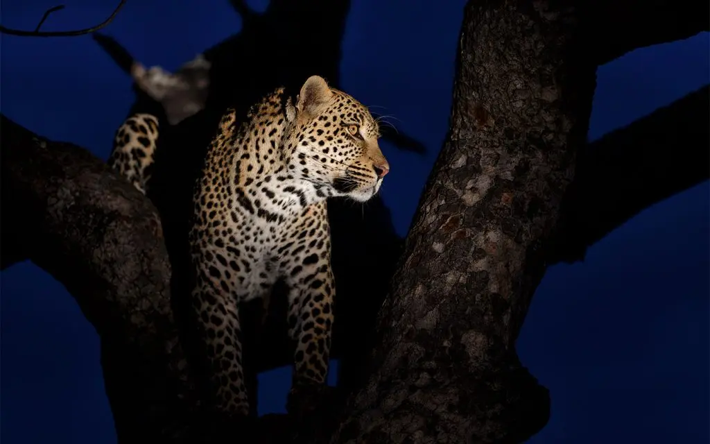 lion-sands-river-lodge-experiences-safari-evening-game-drive