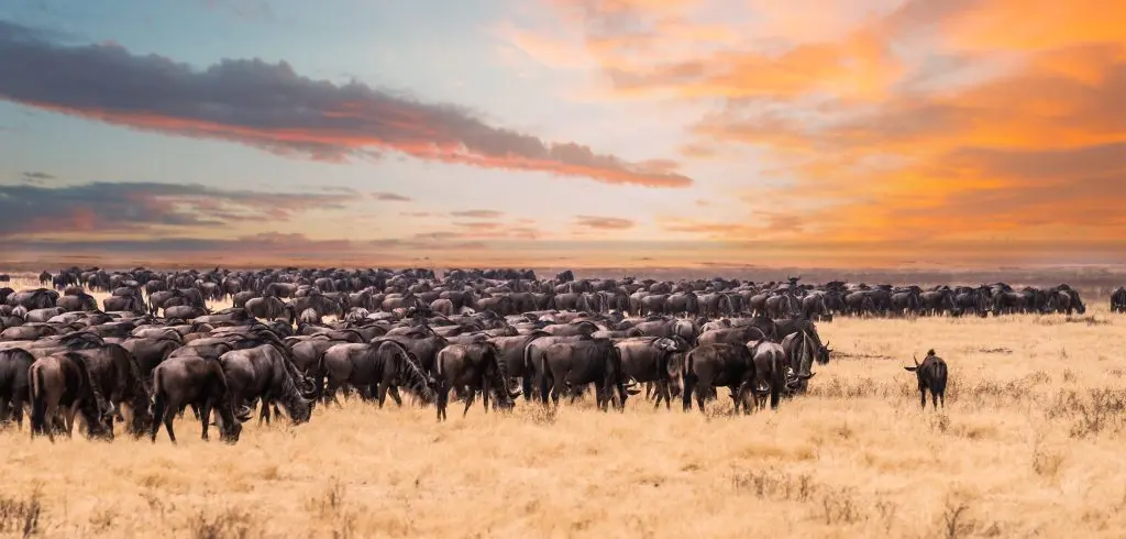 A Migration Of Wildebeest