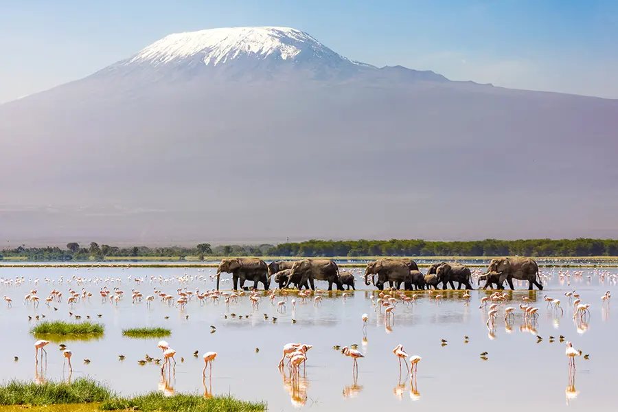 Wildlife viewing a troop of elephants with flamingos in a lake and Kilimanjaro in the background.