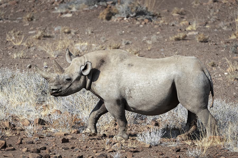 Wildlife viewing an Rhino while on a safari tour Namibia