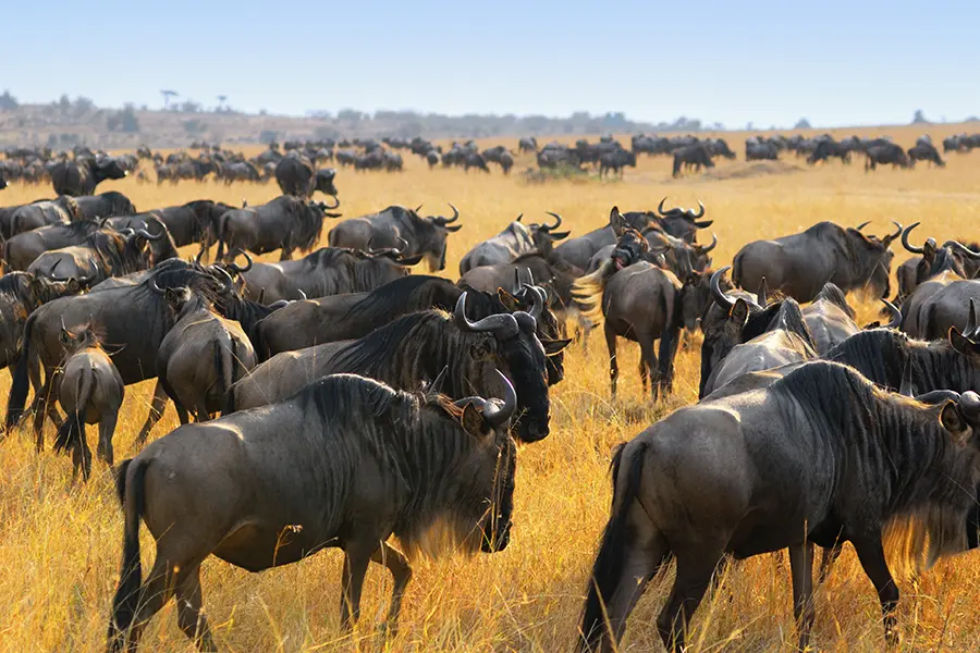 Wildlife viewing wildebeest heard while on a private, exclusive game drive in East Africa