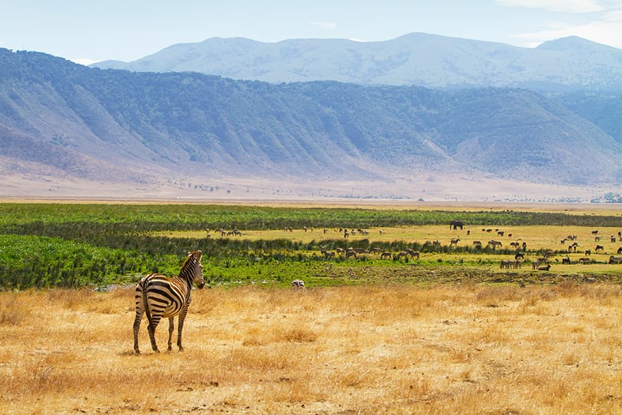 Wildlife viewing on private game drive while on a luxury safari in East Africa.
