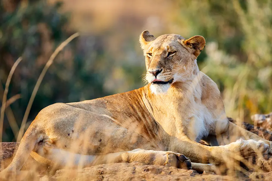 Wildlife viewing lioness while on a private, exclusive game drive in Nairobi