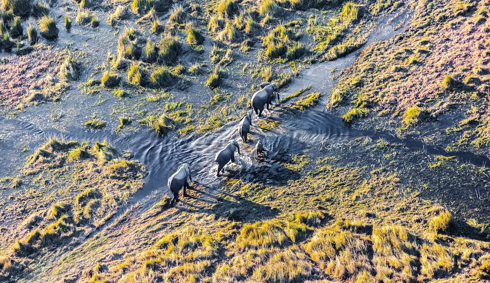 Elephants walking near Victoria Falls