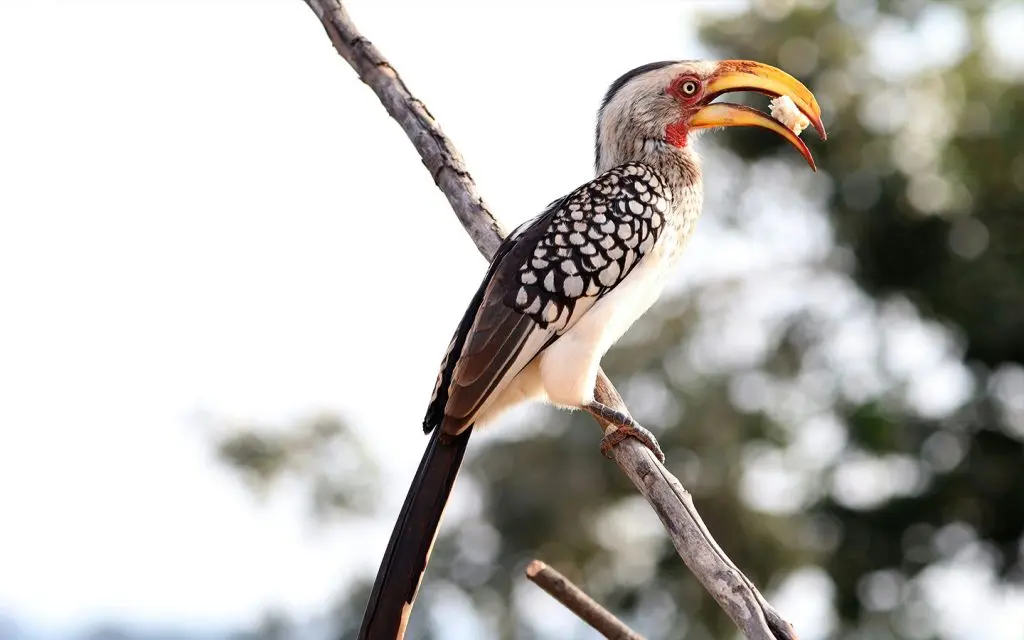 mala-mala-experiences-birdwatching