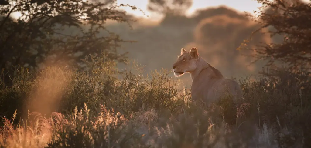 Lioness header 1