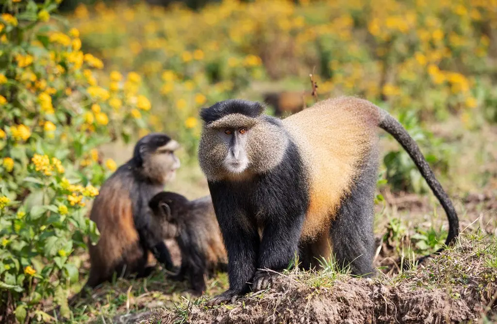 rwanda-one&only-gorillas-nest-experiences-golden-monkey-trekking-1