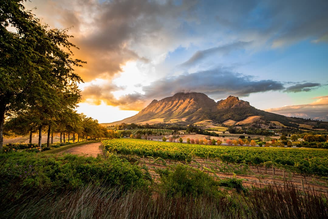 View of vineyards in the cape winelands while sightseeing.