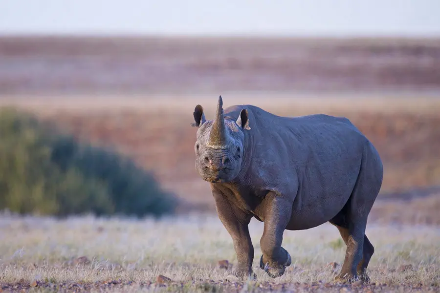 Tour group seeing a rhino in the desert of Palmwag while on a luxury safari experience