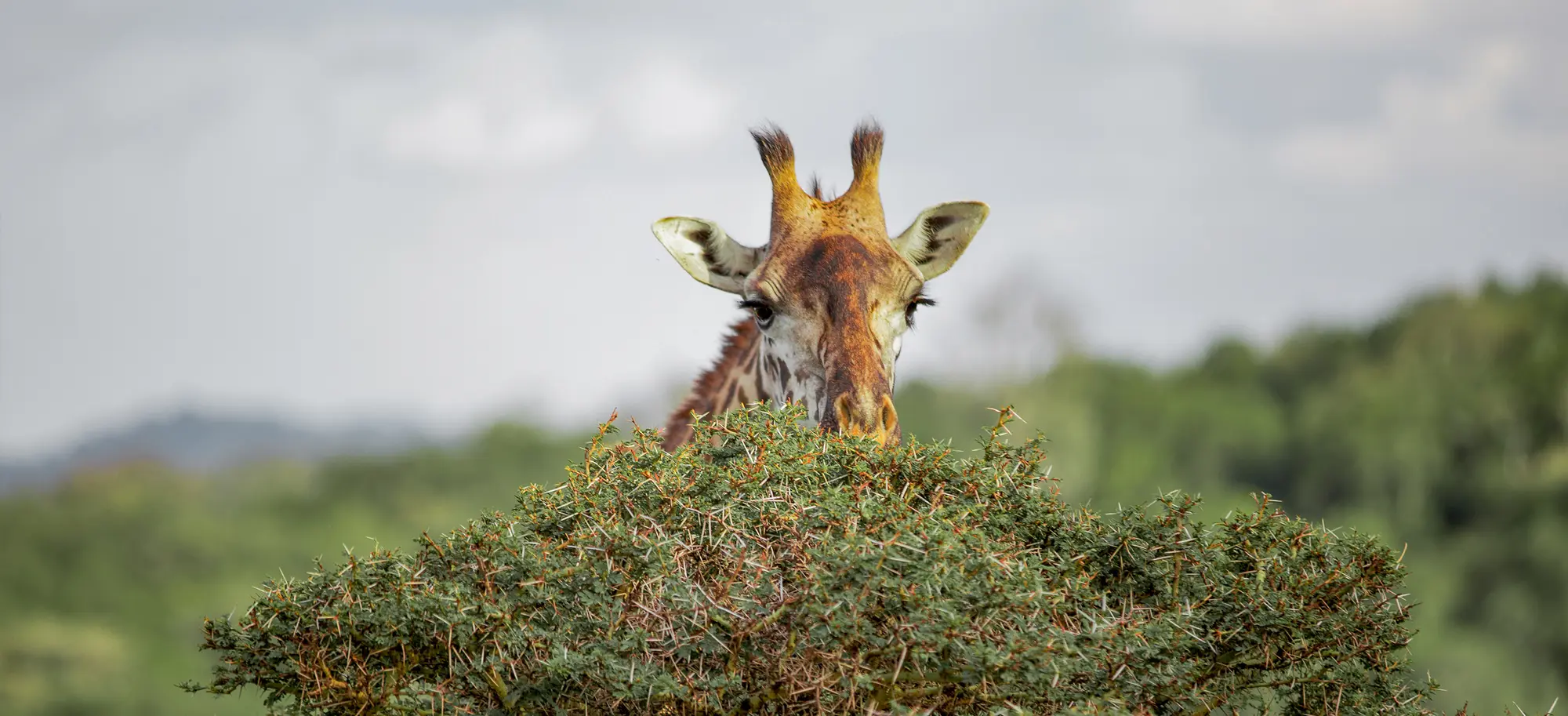 arusha-header