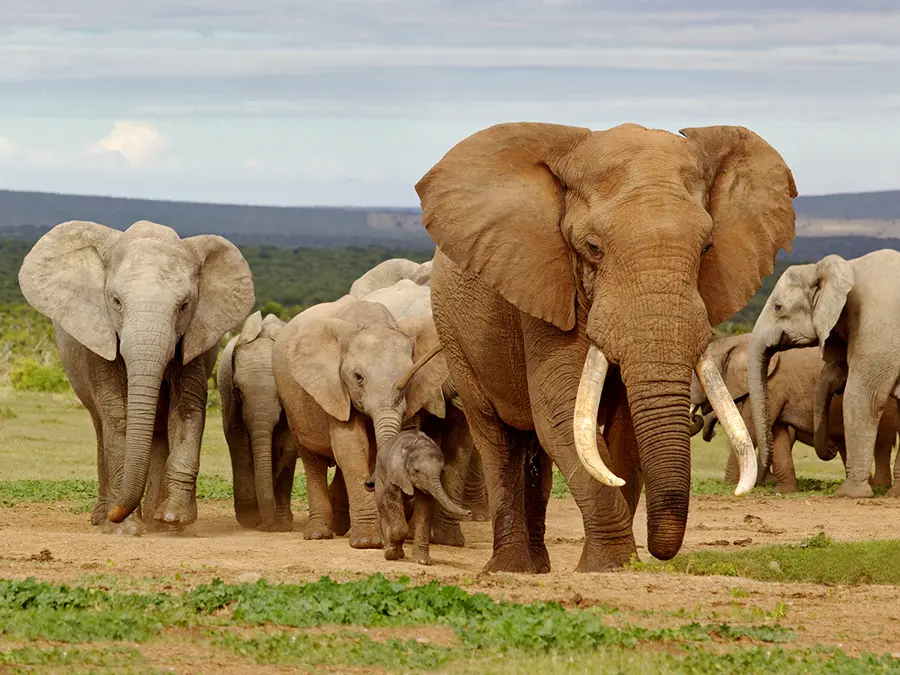 Eastern-Cape-addo-elephant-park