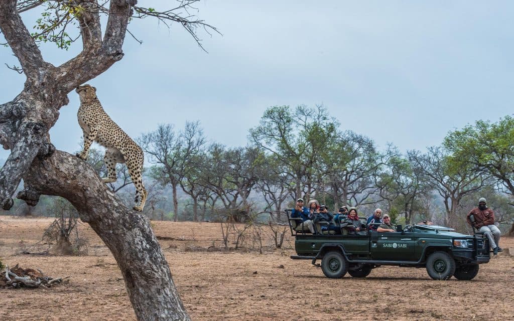 sabi-sabi-earth-lodge-experiences-safari-game-drive
