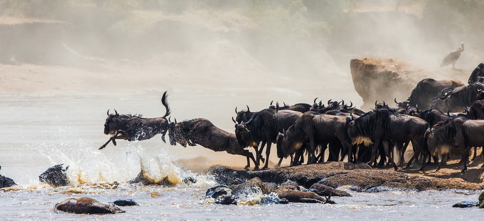 serengeti-header