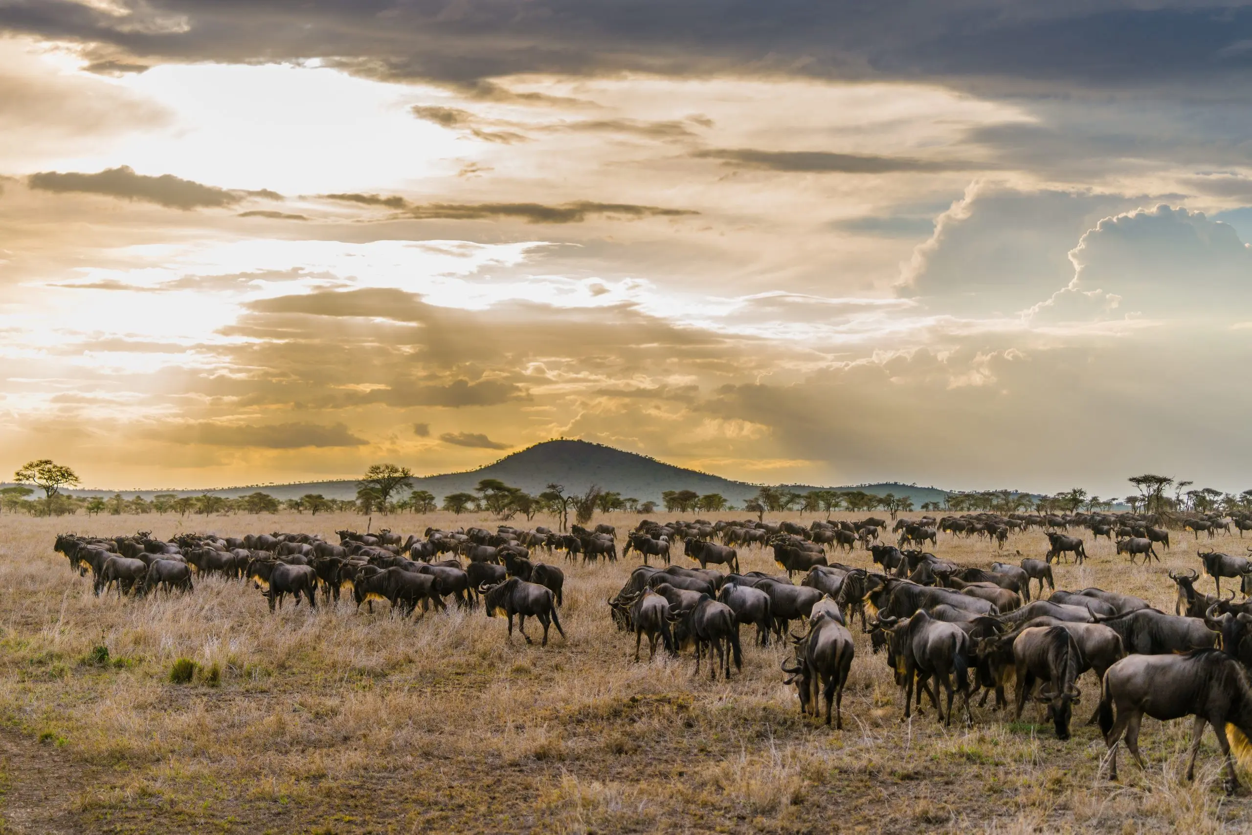 Wildbeast Migration