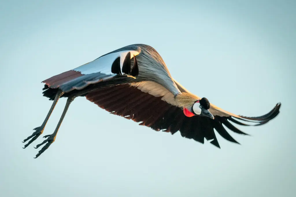 Grey crowned crane on safari in the serengeti with Premier Africa