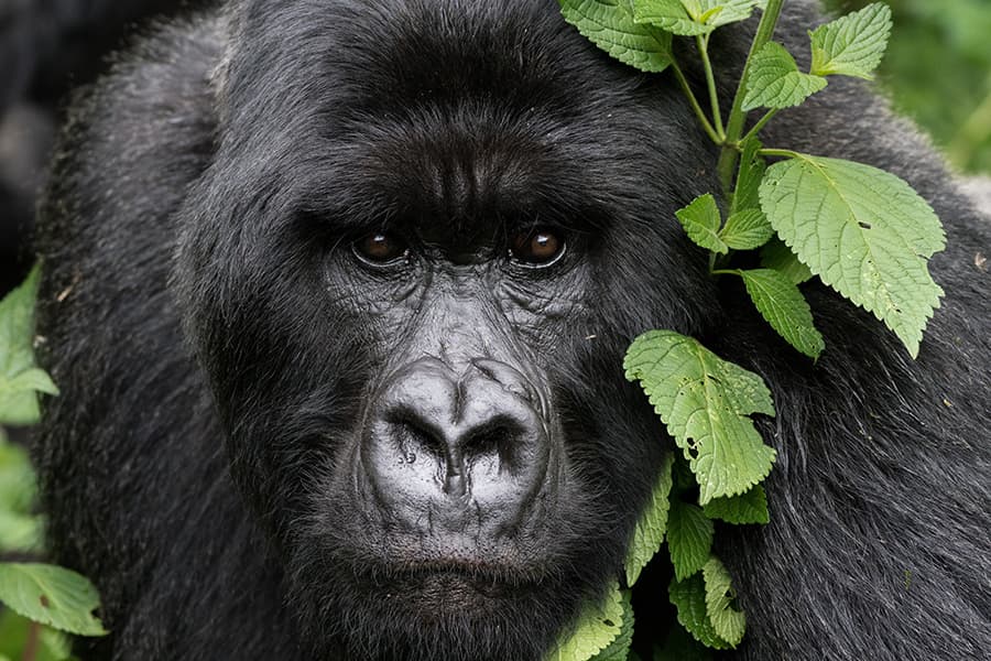 Gorilla in wild seen while gorilla trekking in Rwanda