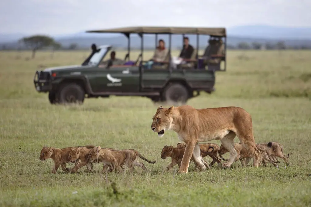 pride of lions with cubs seen on safari experience with Premier Africa