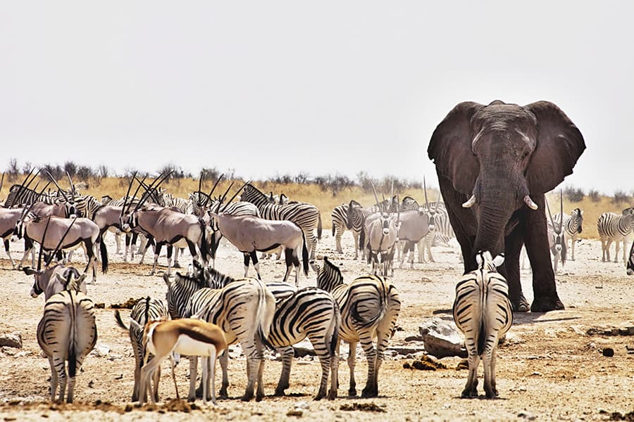 Wildlife viewing an Elephant and zebra plus buck while on a luxury safari tour Namibia