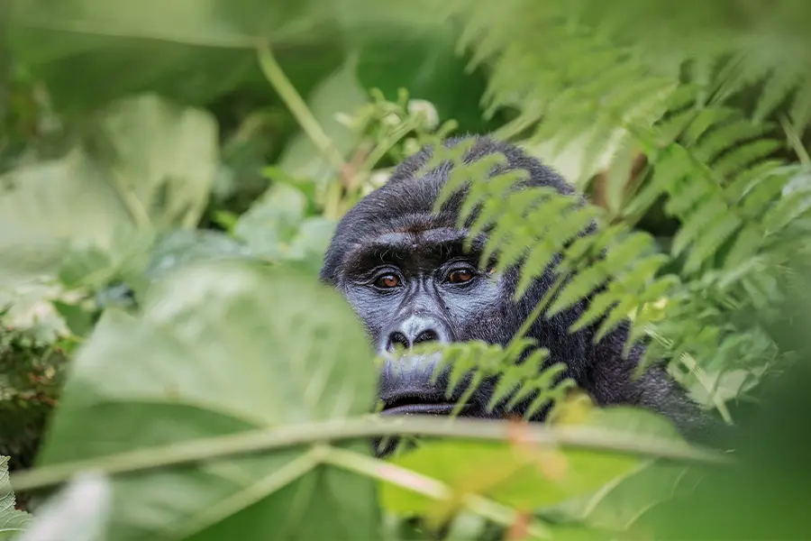 Gorilla male spotted on a hike while on a luxury safari in East Africa.