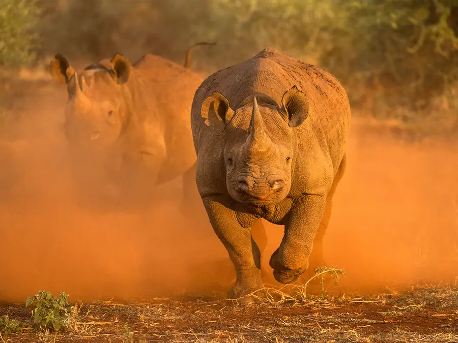 North-West-madikwe-game-reserve-black-rhino