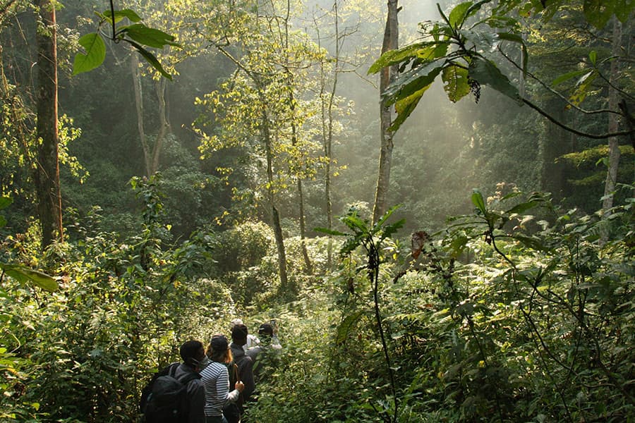 Gorilla trekking in Bwindi Impenetrable Forest while on a luxury safari in Africa.