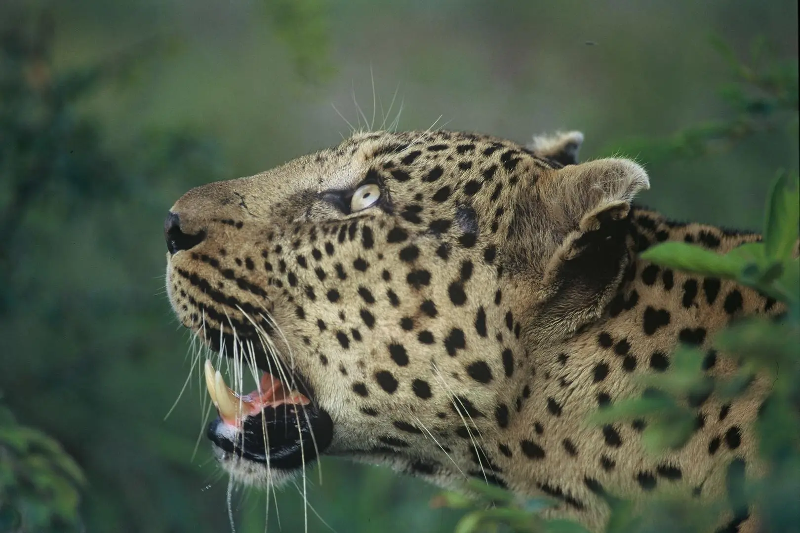 leopard