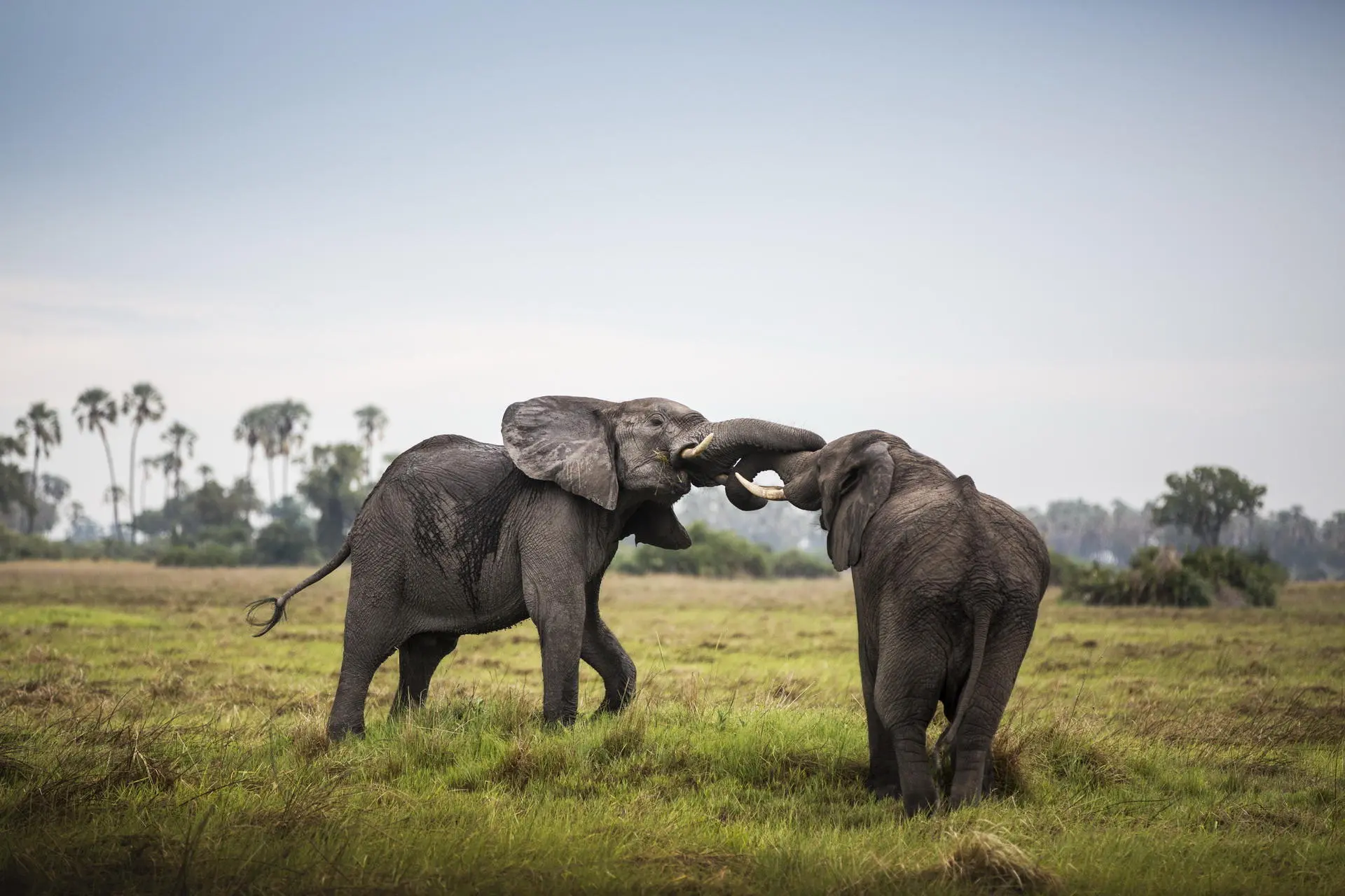 Wildlife viewing elephants playing at Mombo Camp, a luxury accommodation option while on a private safari in Southern Africa.