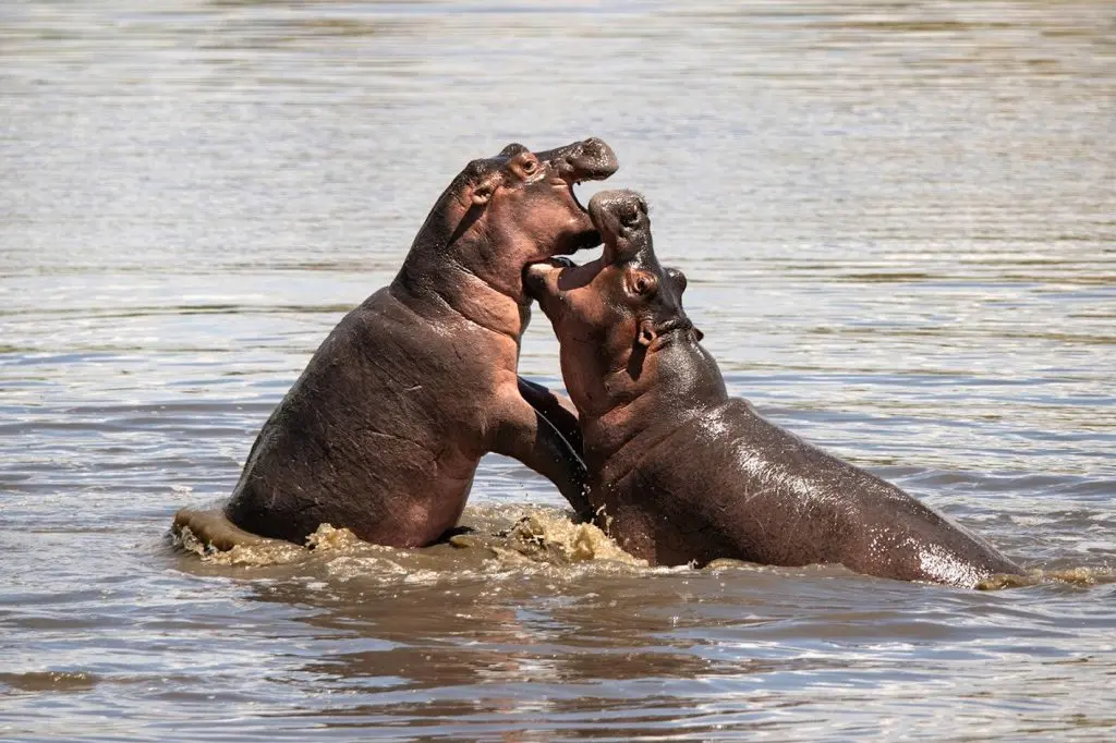 hippos