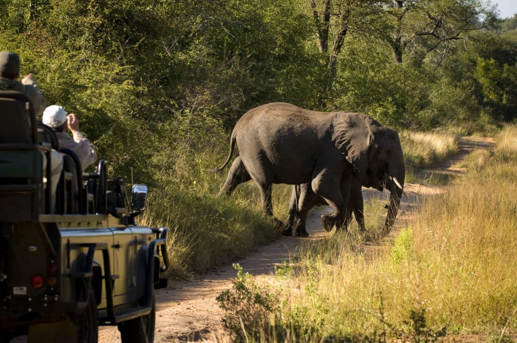 Lion Sands Ivory Lodge Safari Game Drive