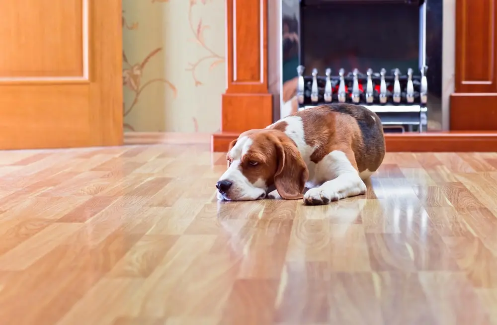 remove paint from laminate flooring