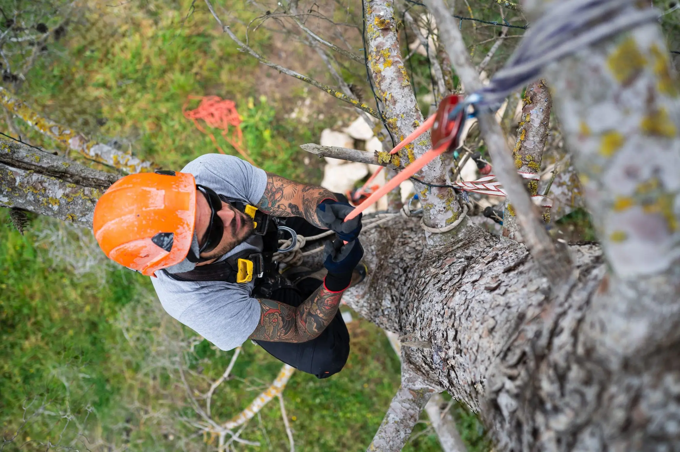Professional tree service arborist climbing a trunk using safety ropes
