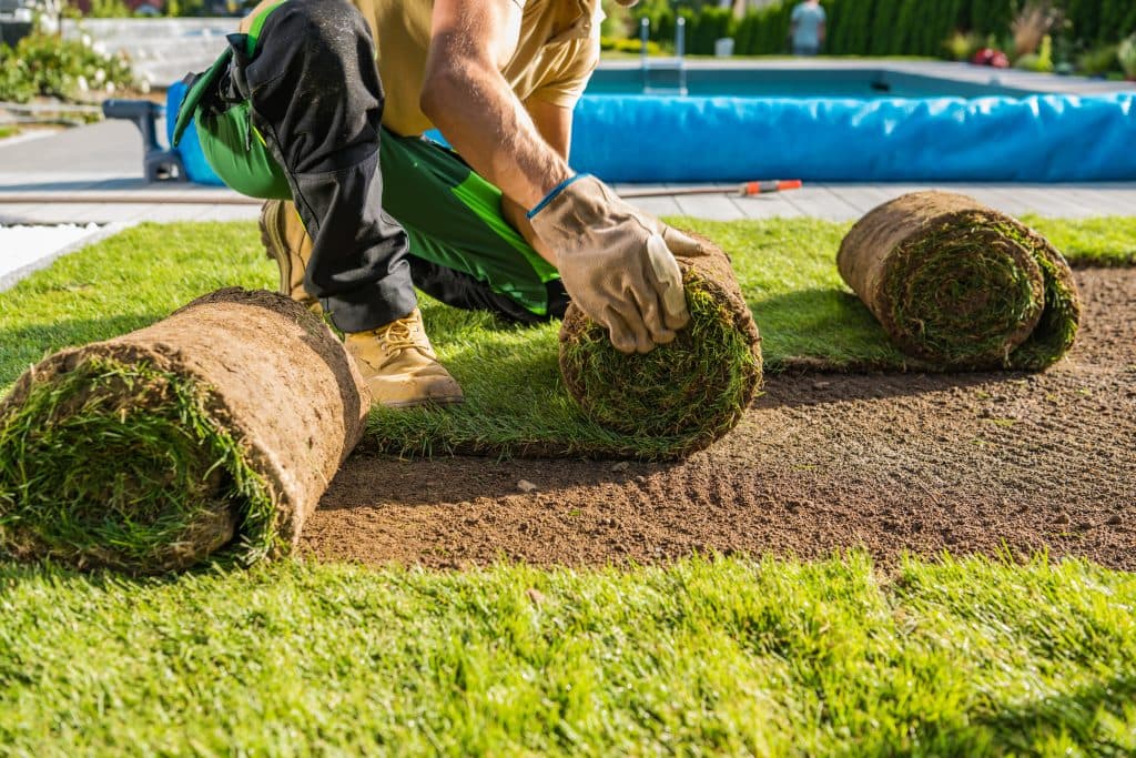 professional landscaper wearing work gloves and boots carefully unrolling a fresh roll of green sod onto prepared soil near a backyard swimming pool