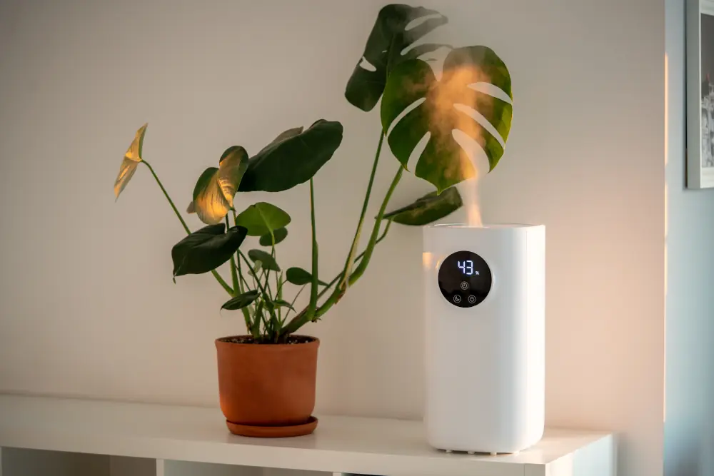 Humidifier besides a plant