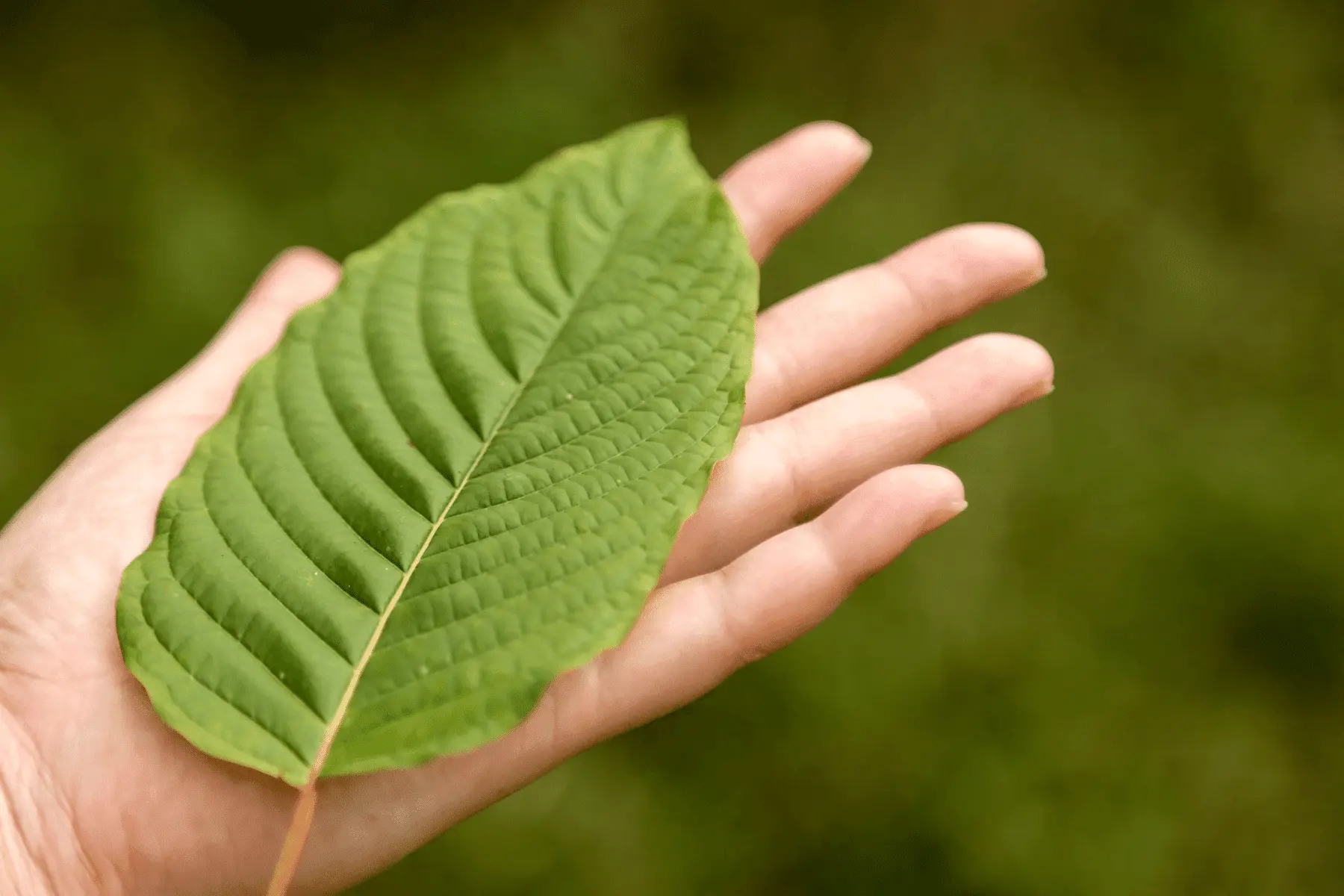 Oblate Discs for Kratom
