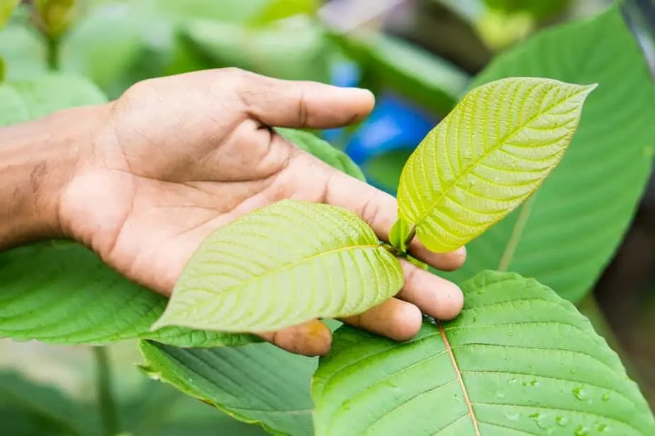 Kratom hand leaf
