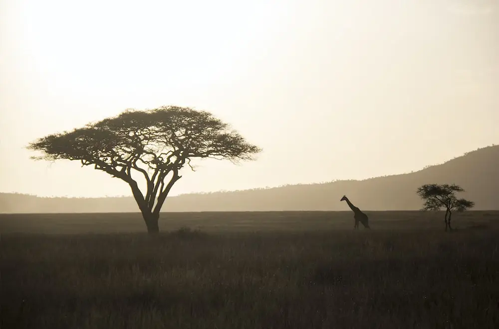 Immigration News from Africa: July 2023